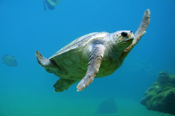 Comment planifier une expédition pour observer les tortues géantes aux Seychelles ?